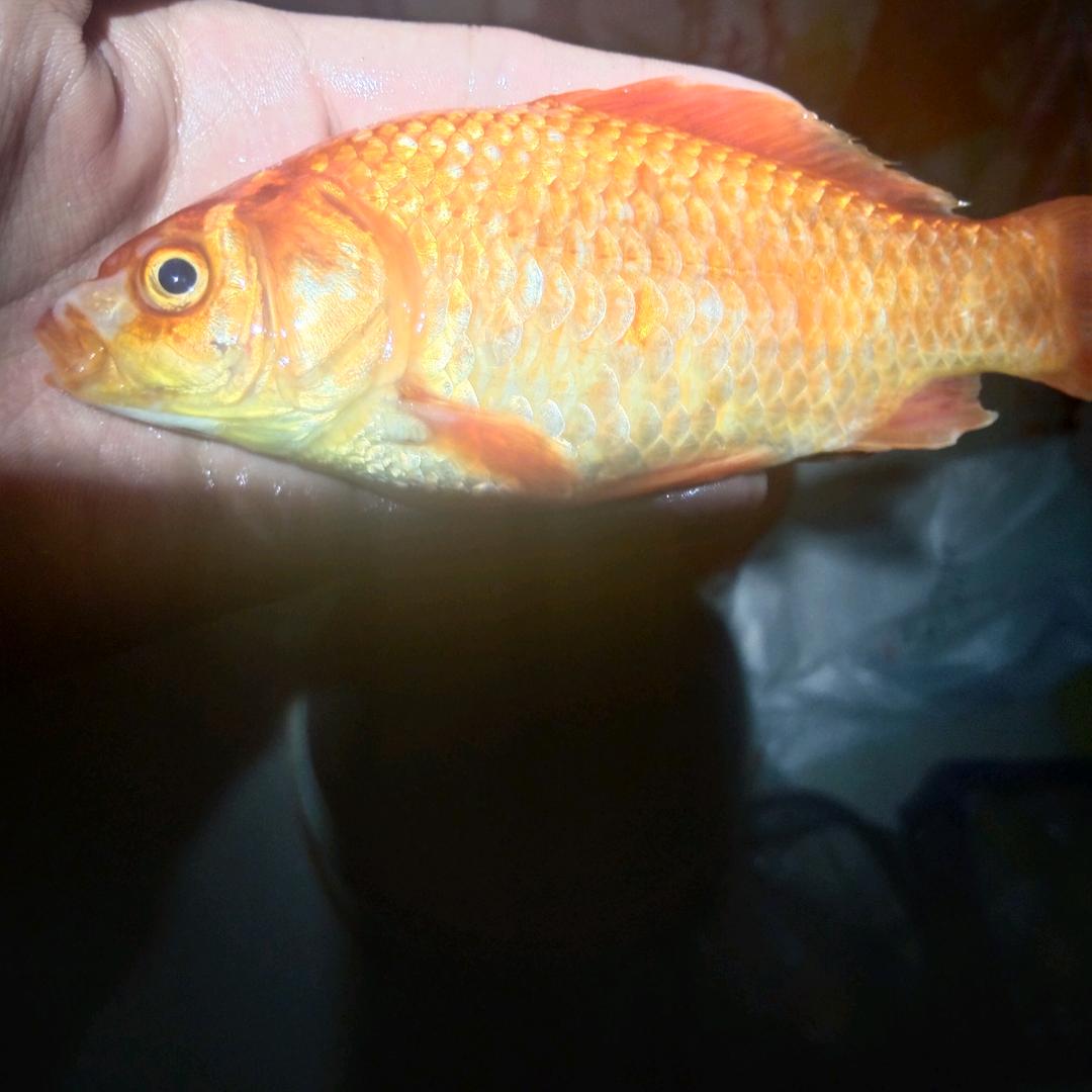 中鱼我就很开心