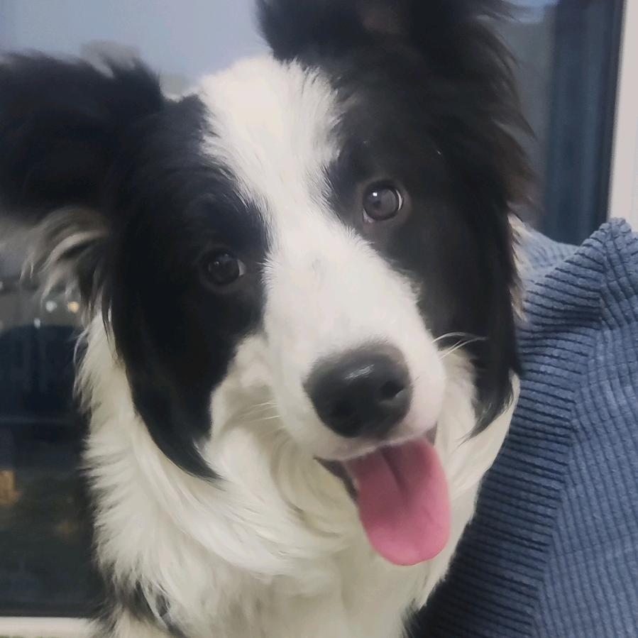 哼唧哼唧小布