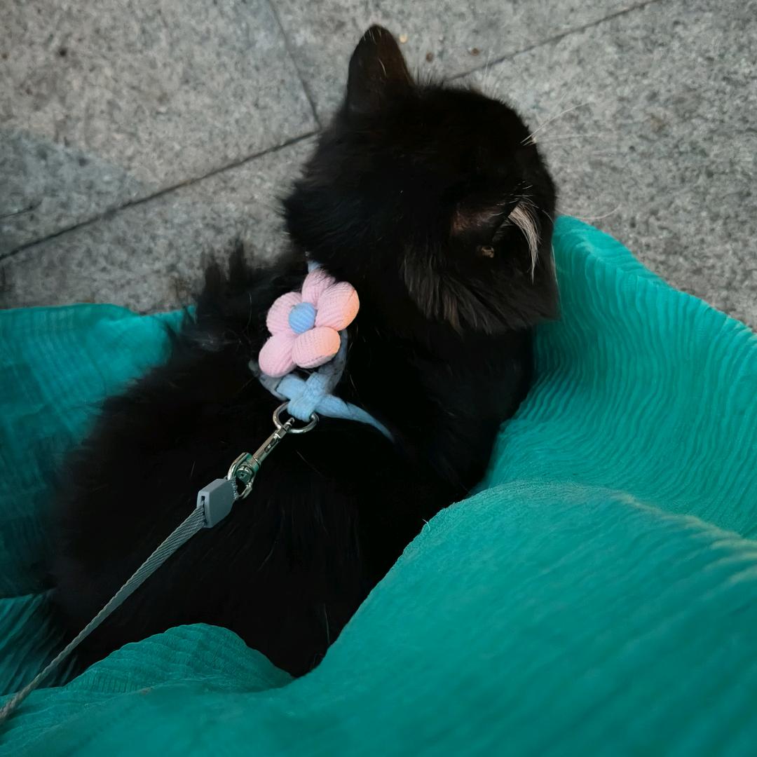 爱吃草莓糖葫芦的猪宝宝