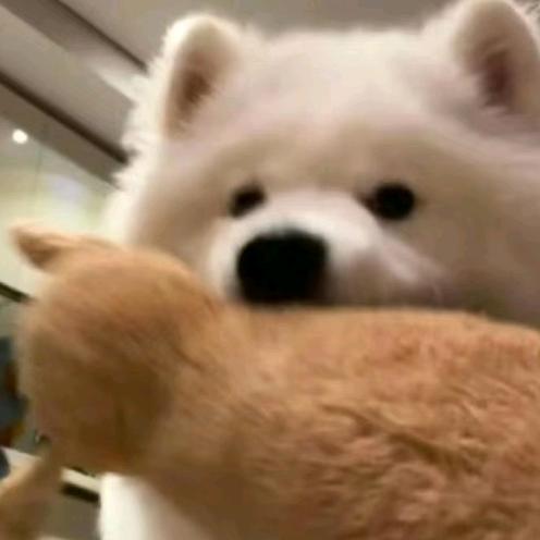 羊村卧底灰太狼