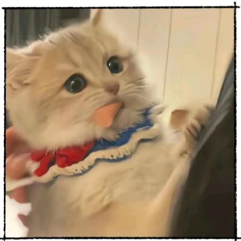 猫猫续写爱