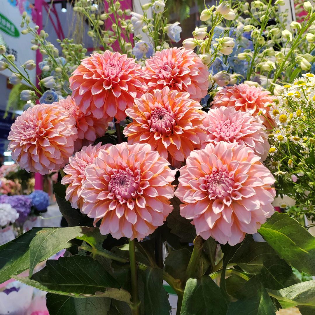 清芳苑花园