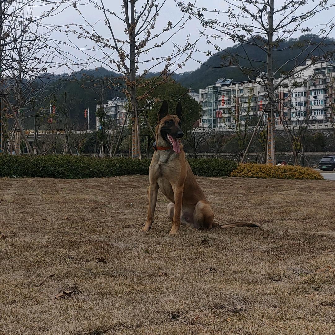 马犬"一特"