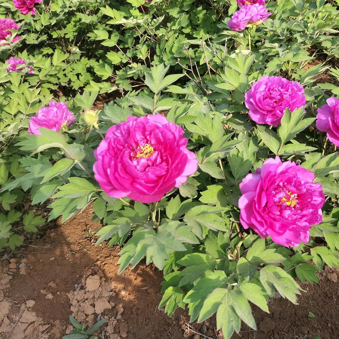 ꧁承蒙：厚爱💕