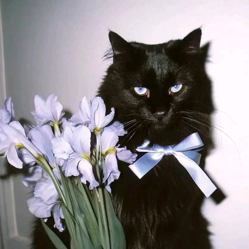 我们一起去偷吃猫条吧