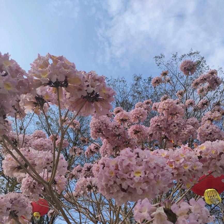 ୧⍤⃝💞胖胖的小懒虫💞