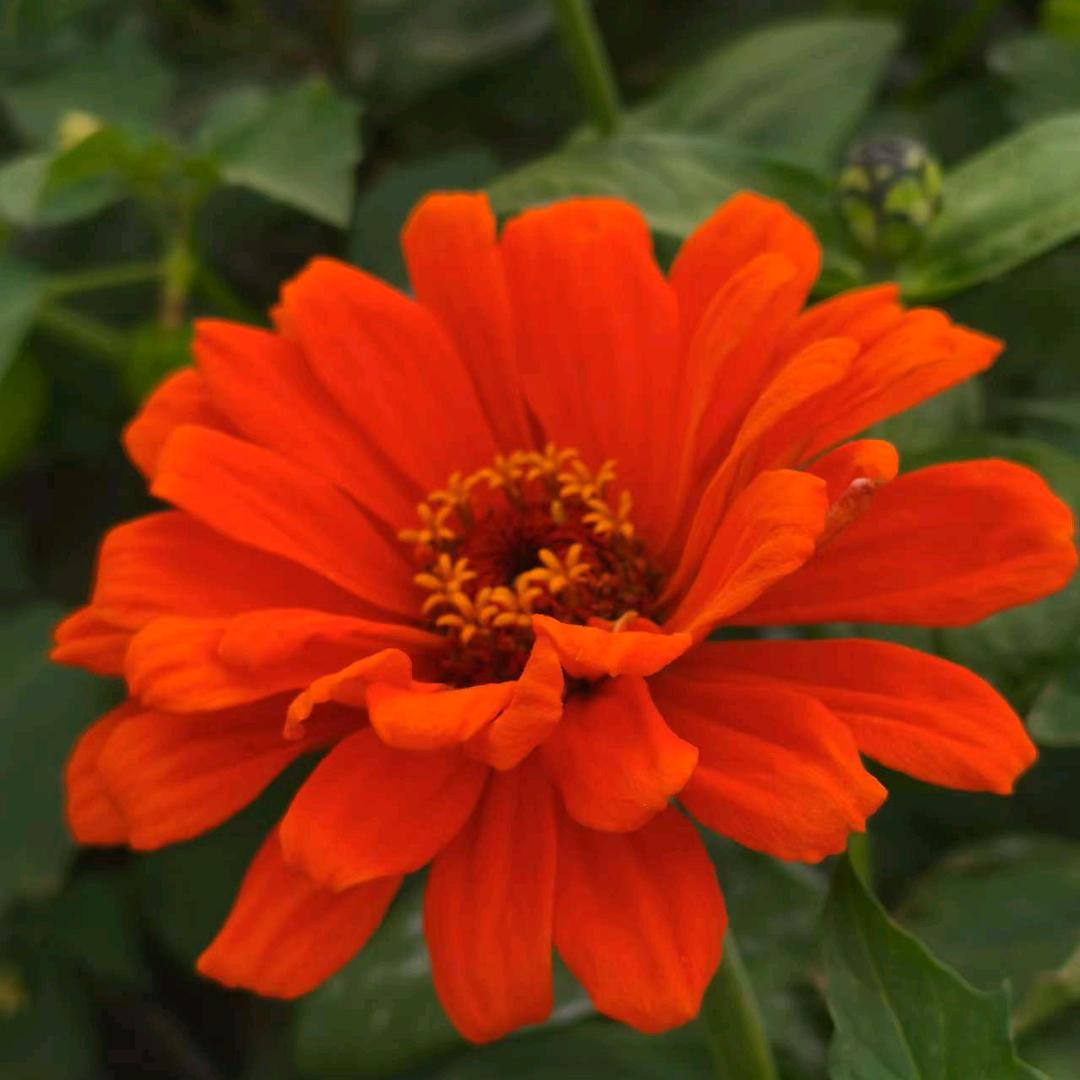 花开富贵年年有余