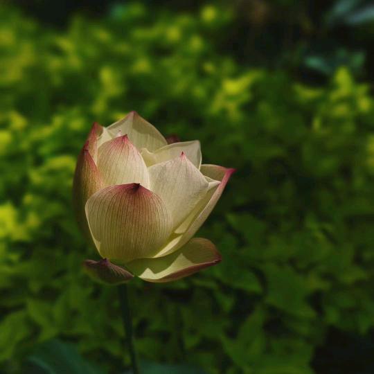 蕾蕾