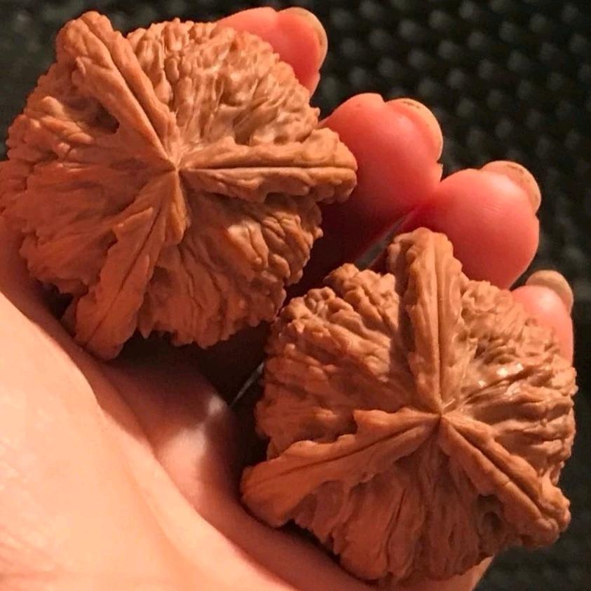 核易文玩（动物世界）