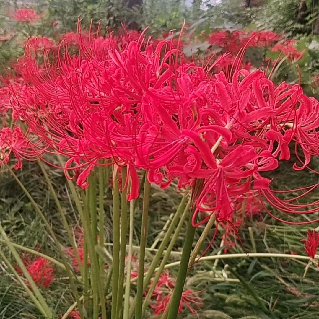 所有承诺化成句点