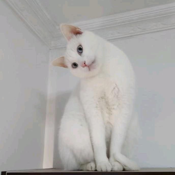 一人一猫🐱~