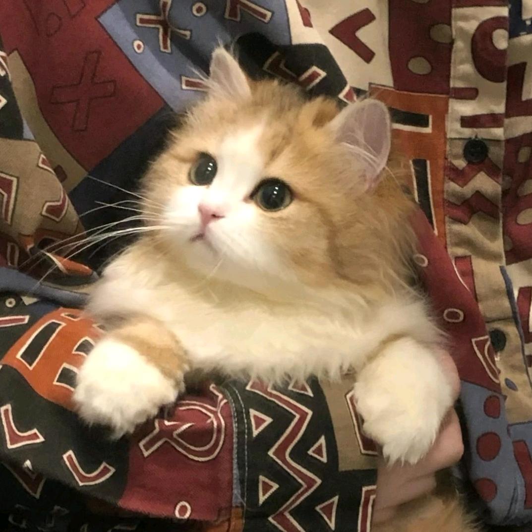 团团圆子