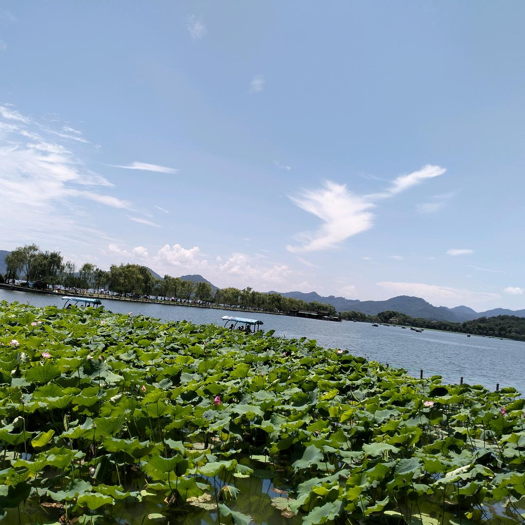 空心梧桐树
