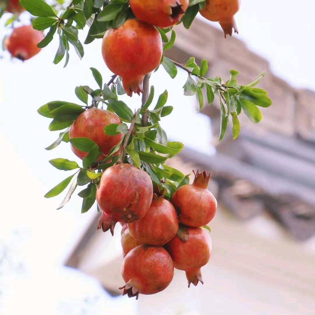 石榴₍˄·͈༝·͈˄*₎◞ ̑̑