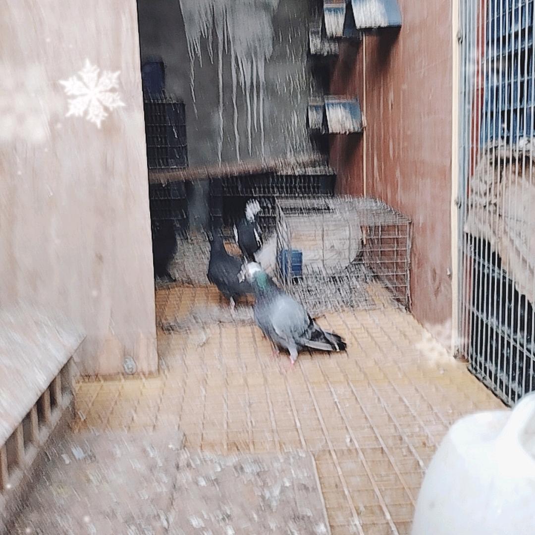 老🍁三🍁哥🍁