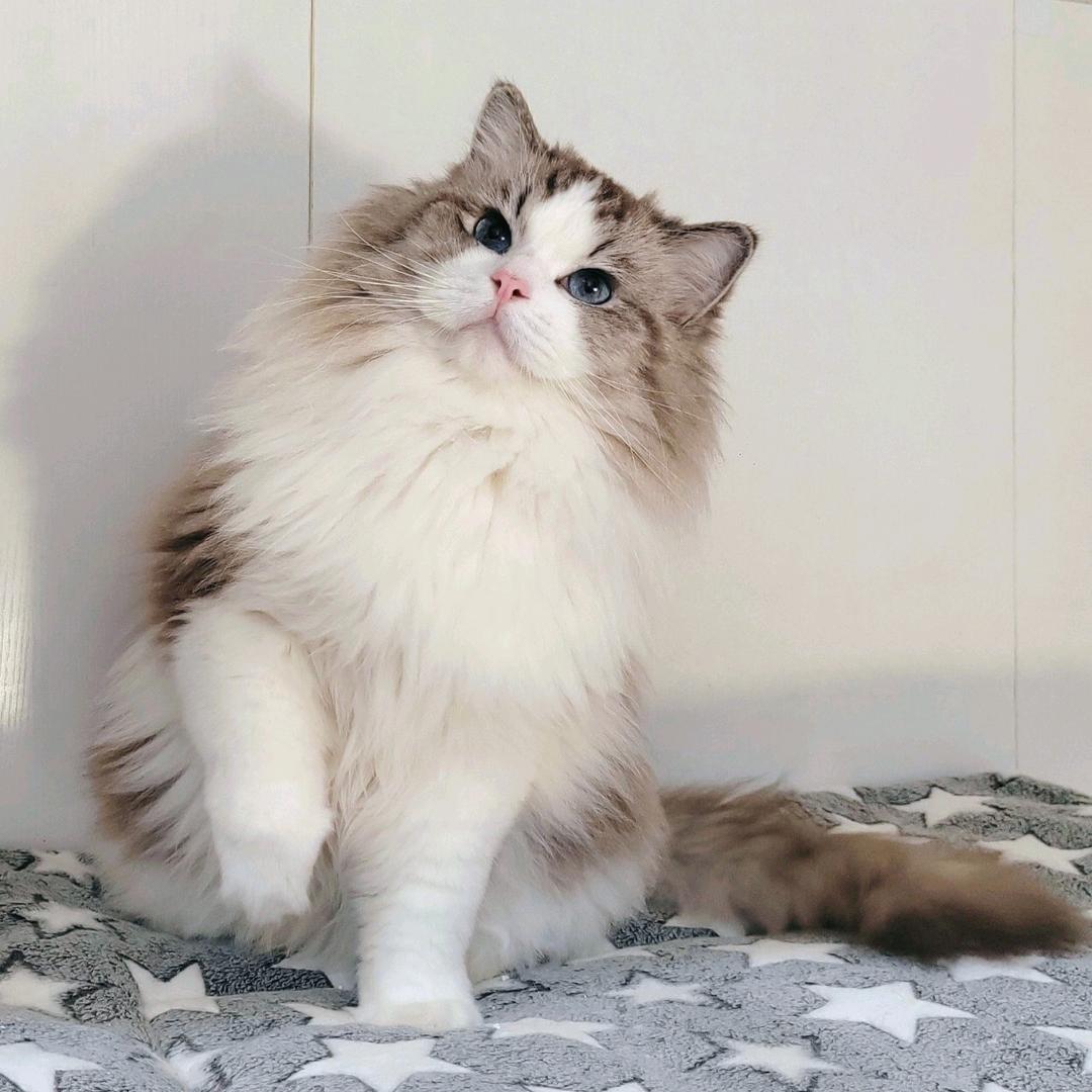 舒意🎀布偶猫（寻有缘人）