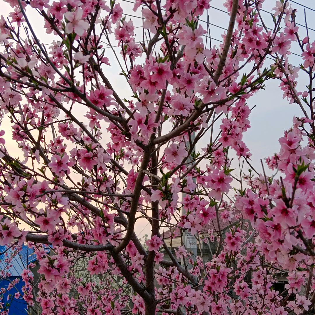 🥀᭄ꦿ余ꦾ生請多໊指教ꦻ꧔ꦿ