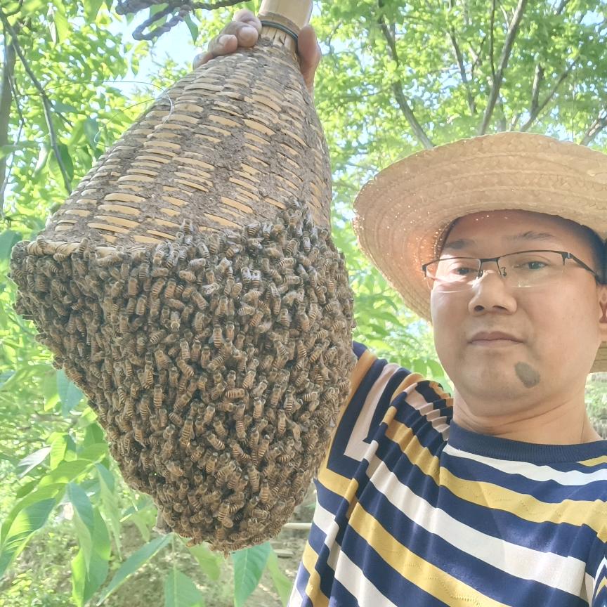 青川俊林蜜蜂养殖