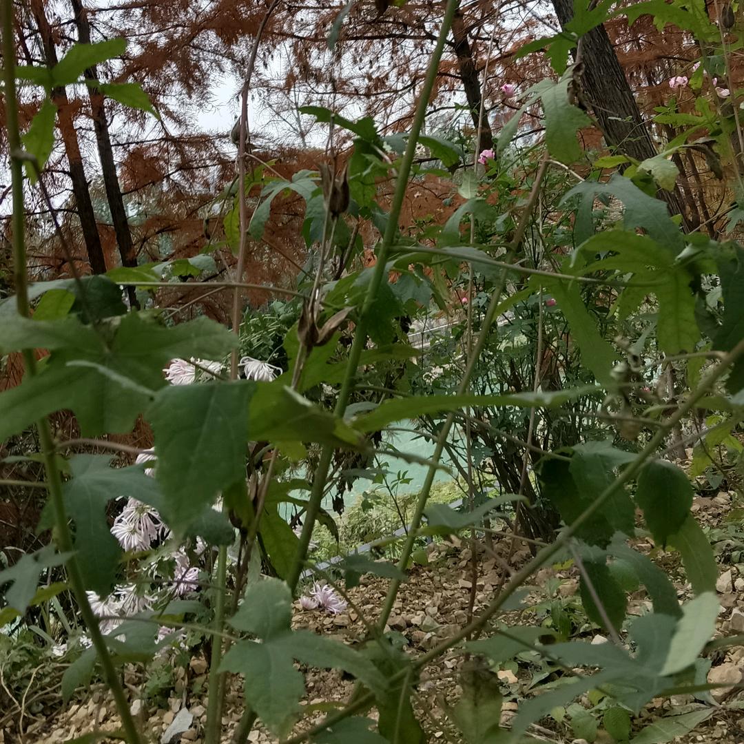 桃姐