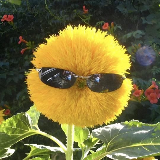🌻xy.🌻