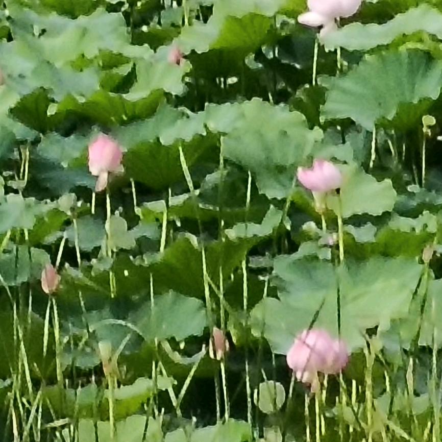 平安是福
