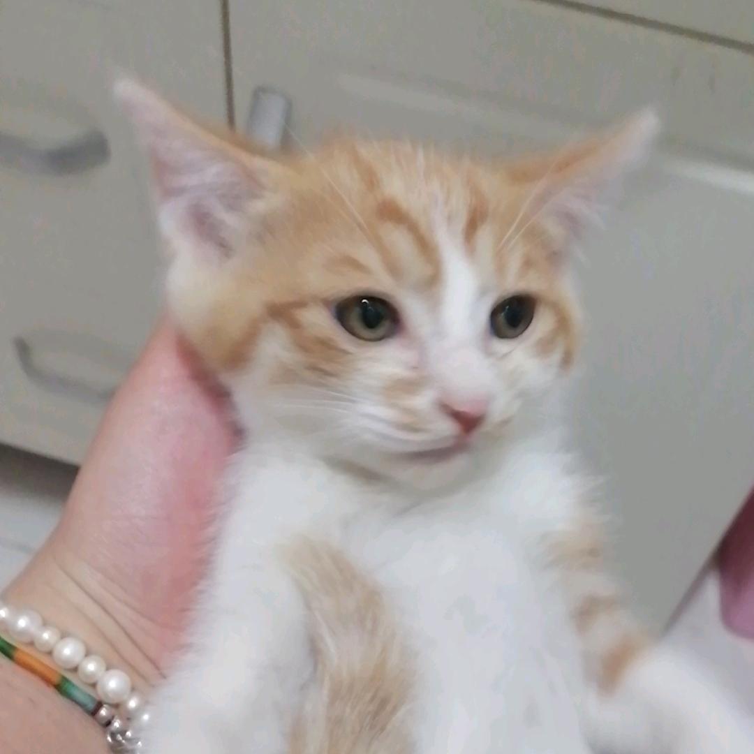 猛踹瘸子那条好腿