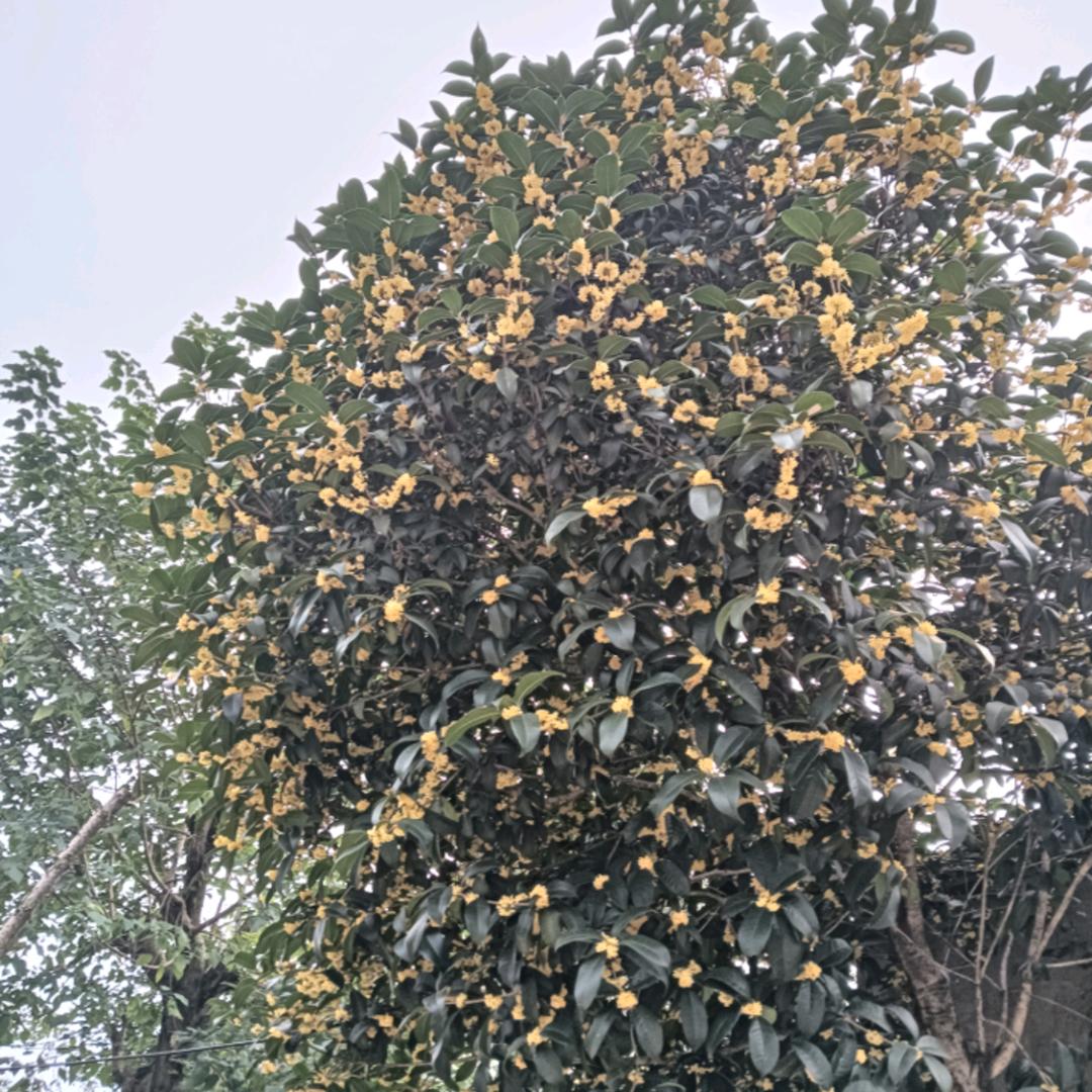 🐶🍂((🍁缘上缘🍁))🍂