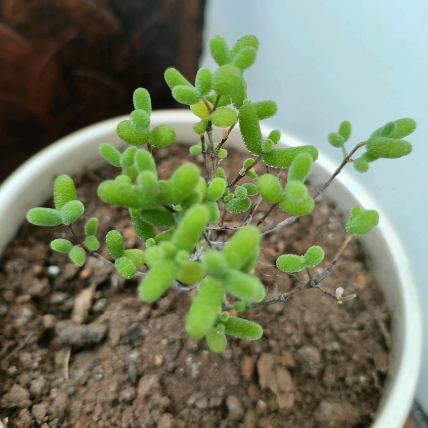 阿谢头像