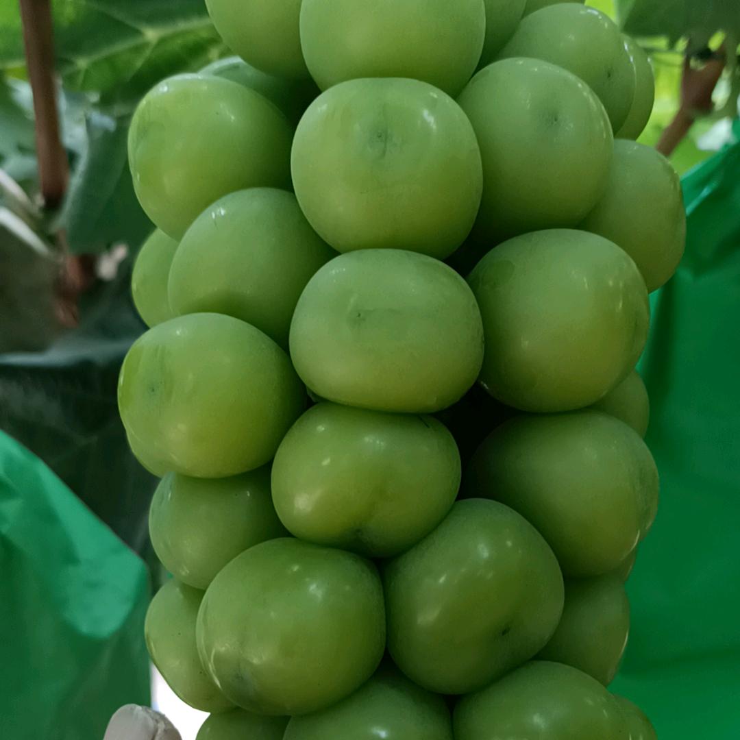 “杨”光玫瑰