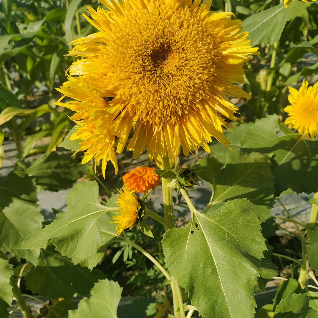 仅存一点小任性