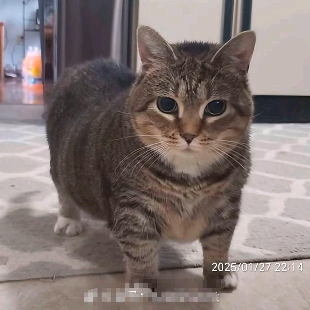 何大师