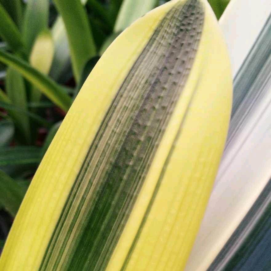 长春宏利君子兰