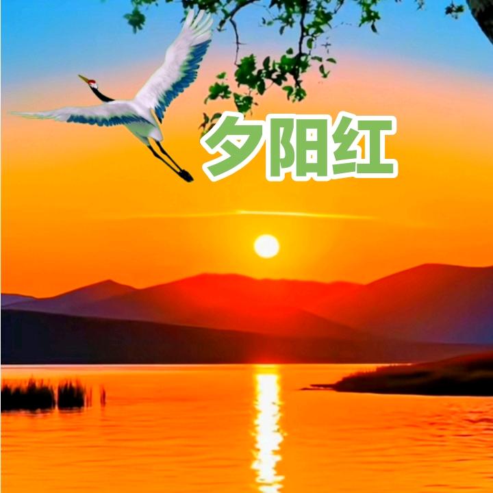 夕阳红