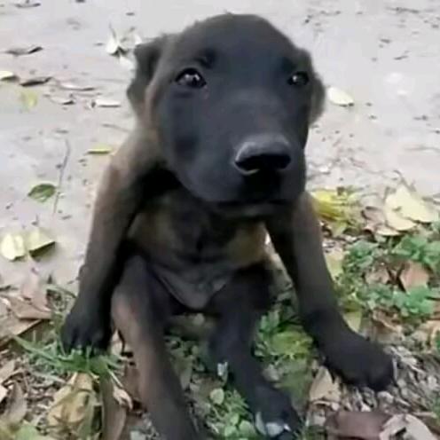 不吃土豆的马铃薯