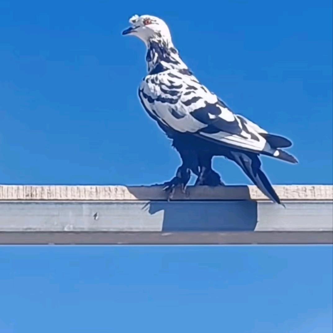 小艾 🕊