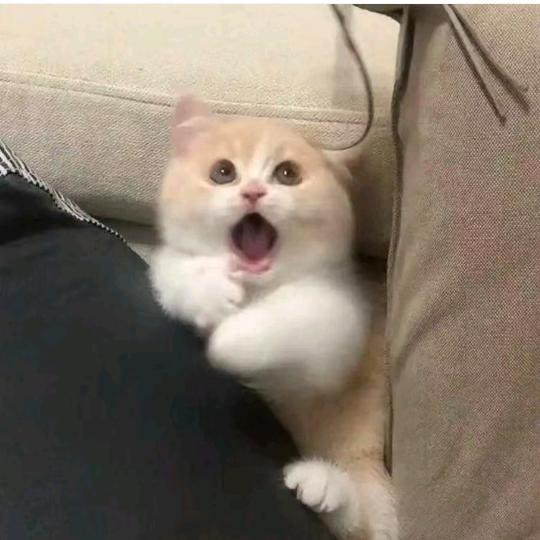 一颗鱼头。