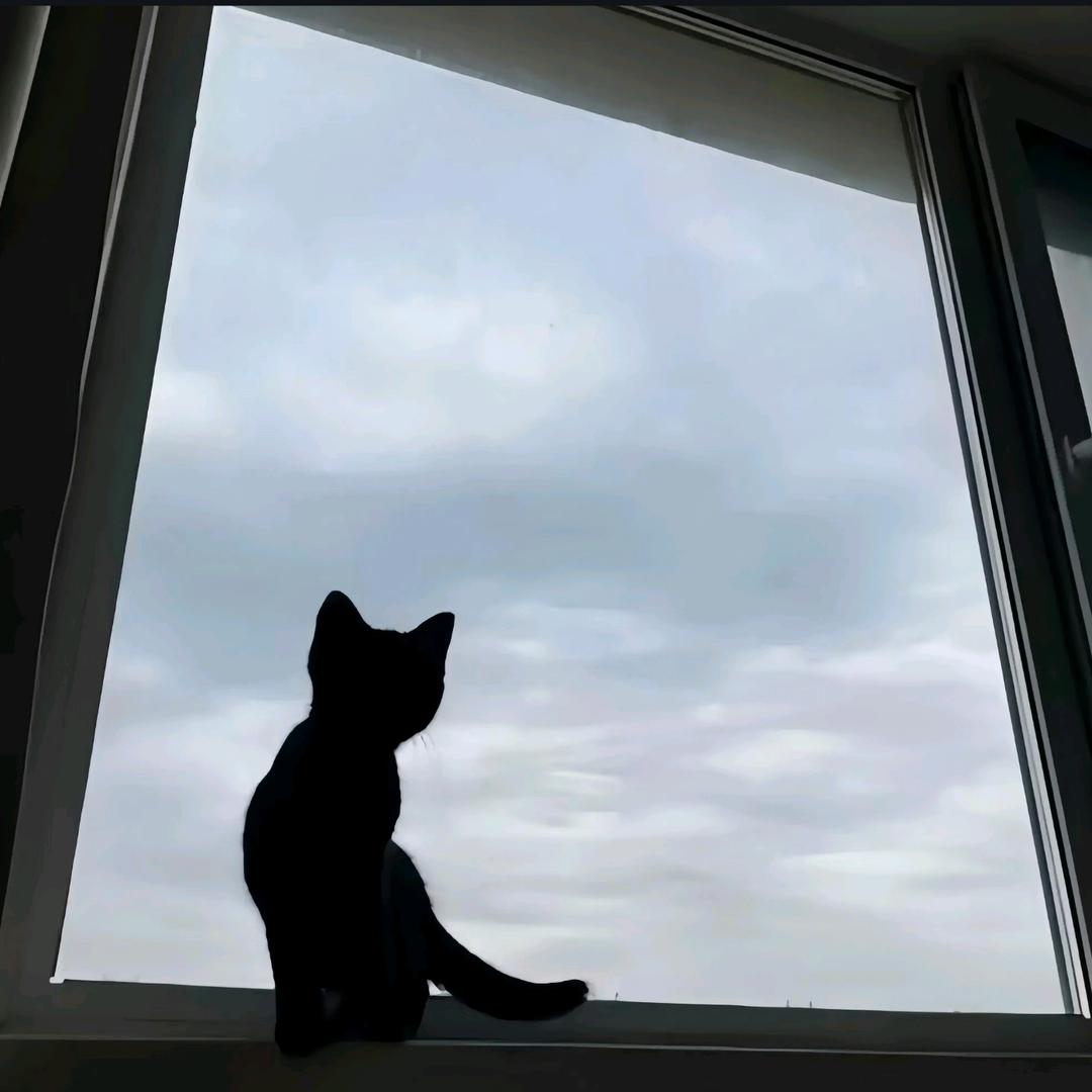 锦鲤小张