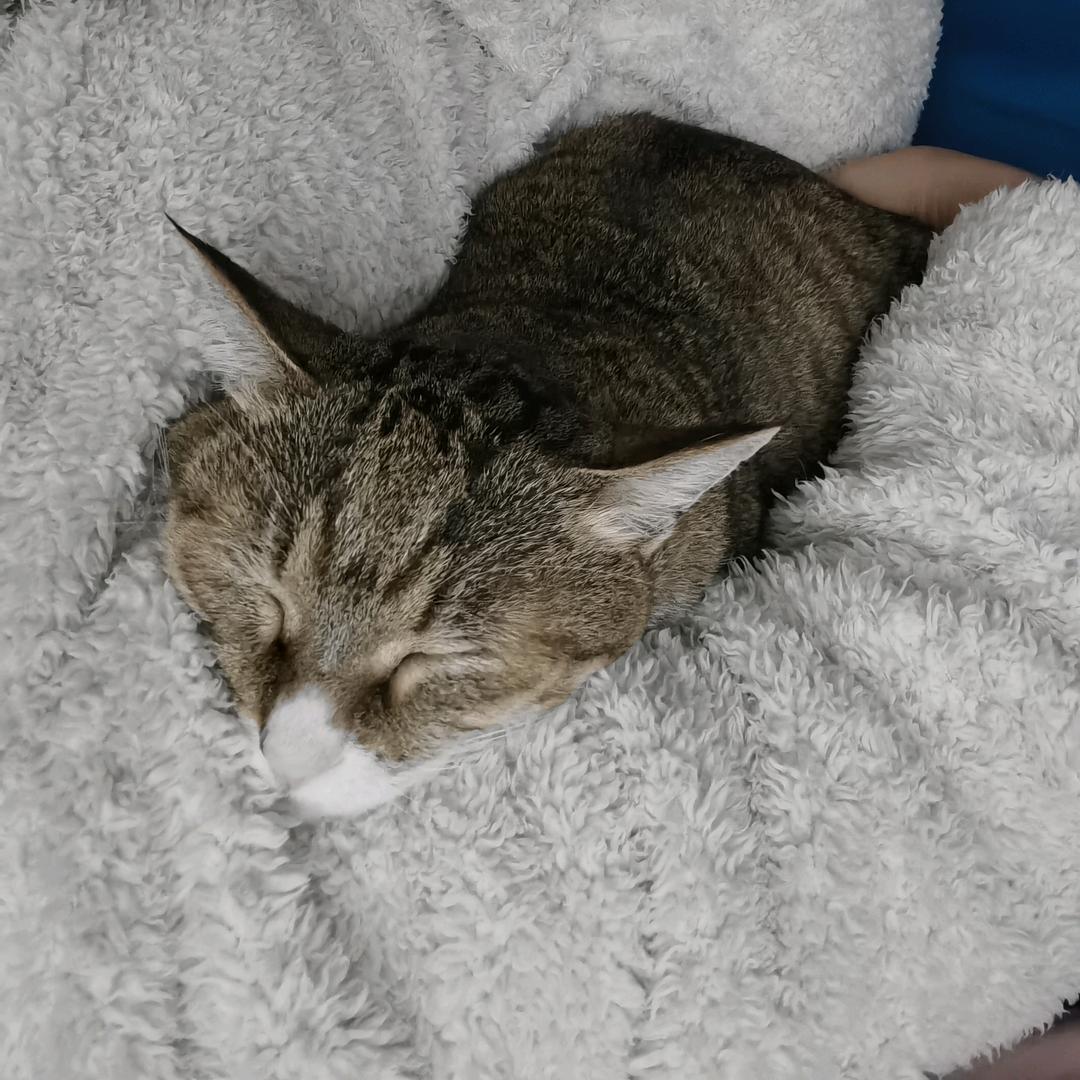 阳光明媚猫不卷