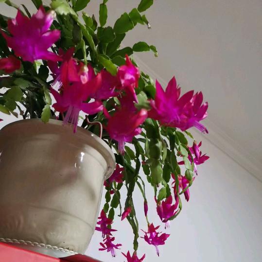 曹，安康（唱歌聊天开直播不定时）