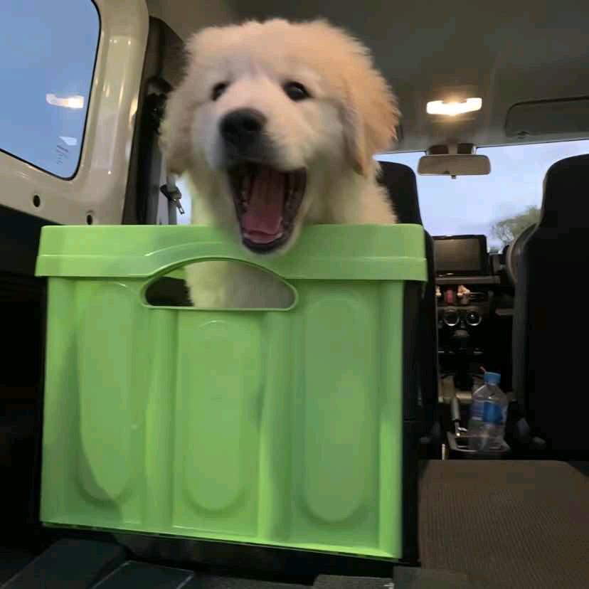 🐩