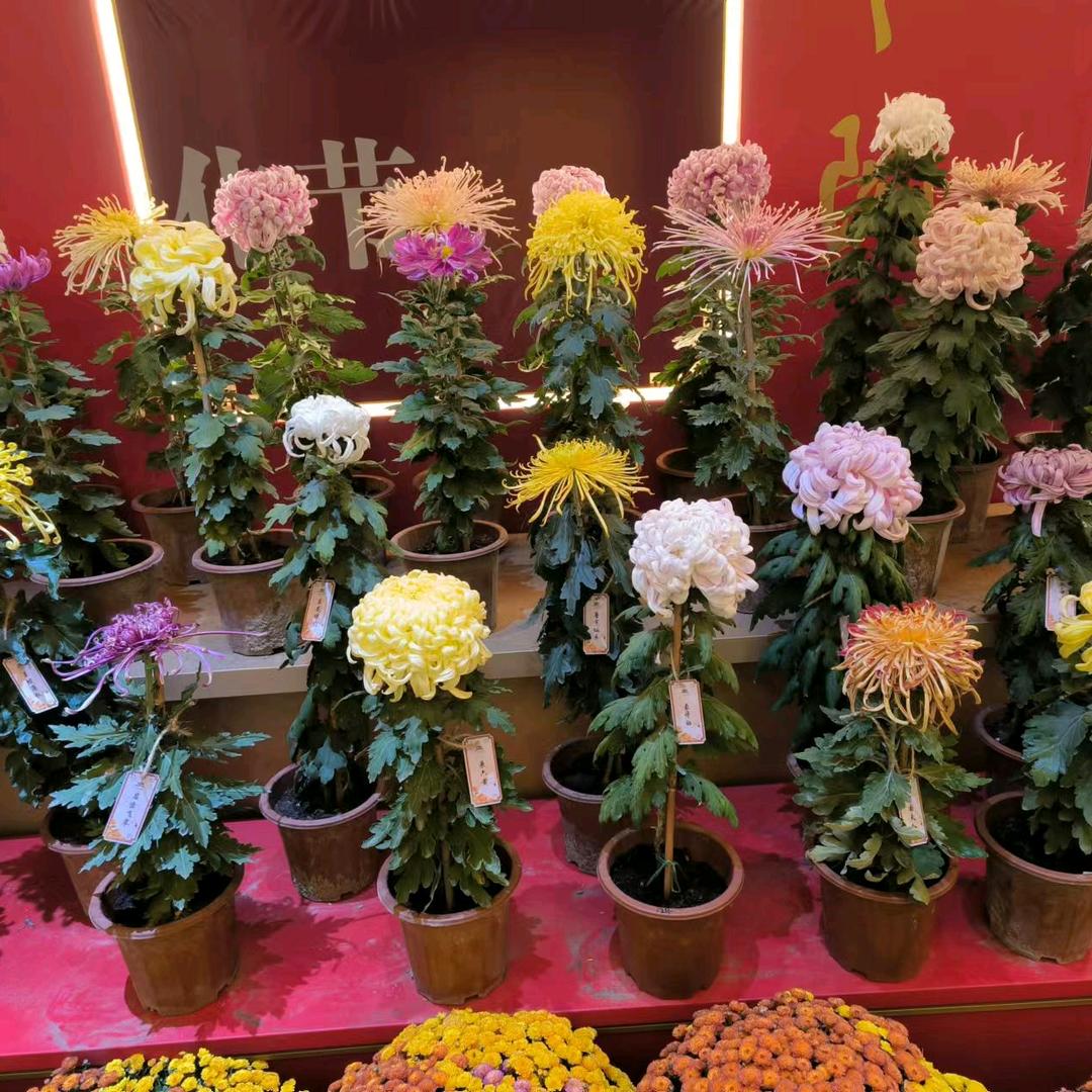 花香自来
