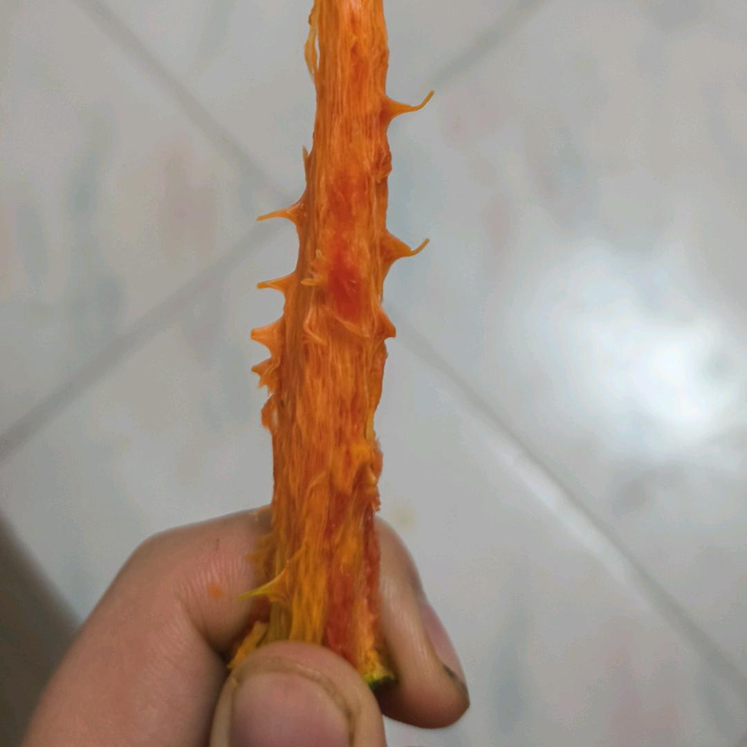 ƪ(˘⌣˘)ʃ优雅