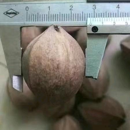 剑雨在老挝橄榄核原料