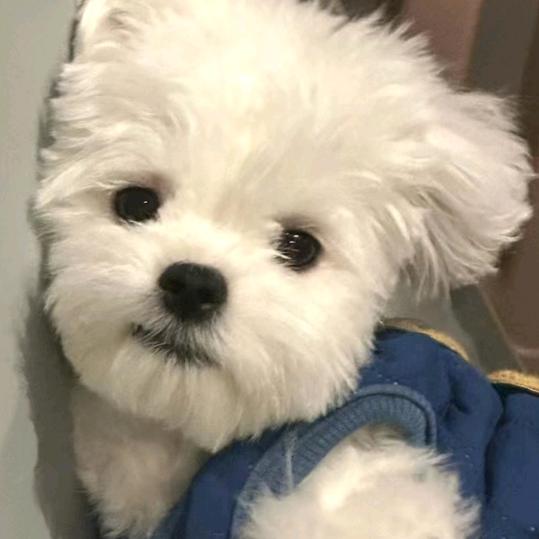 洁洁很爱困.