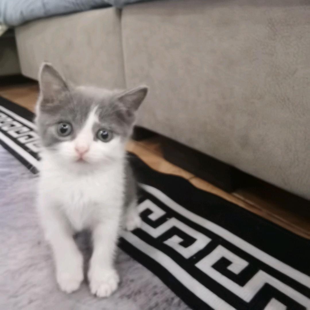 爱吃蛋挞的小猫