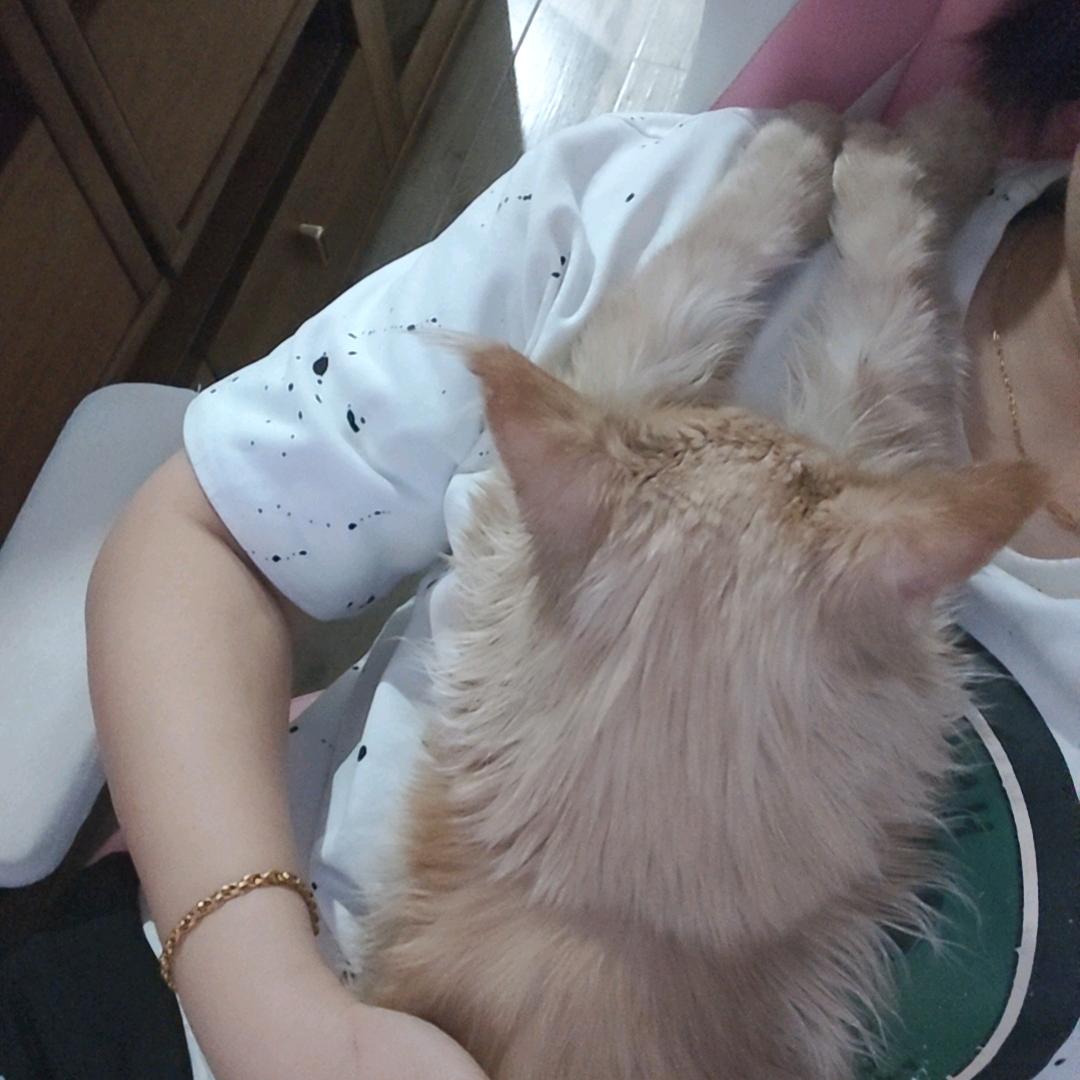 海兰猪宝