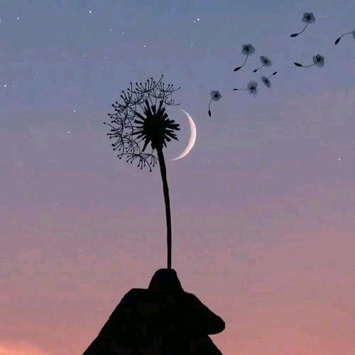 莫年🐰（新人主播）