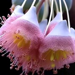 ℒℴѵℯ🍀🥀丫头এ⁵²º᭄