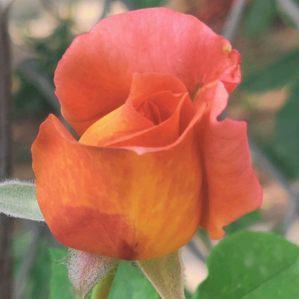 ღ᭄紫阳ꫛ冰雪💞