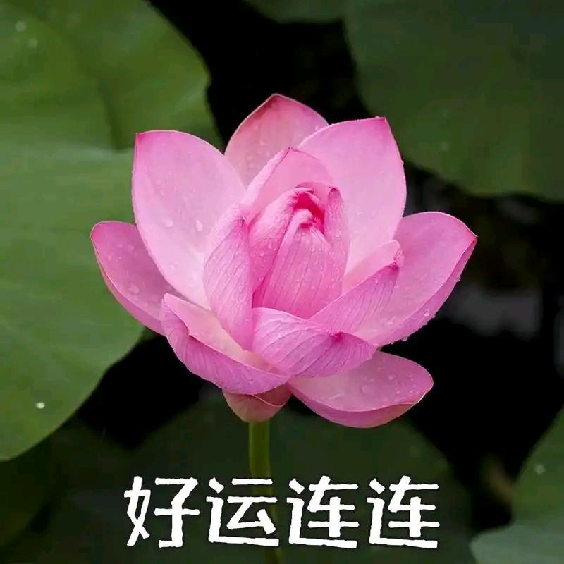 悠闲时光小神仙